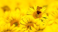 Sonnenblume mit Schmetterling - 35m Entfernung