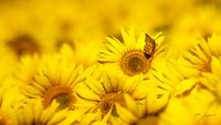 Sonnenblume mit Schmetterling - 35m Entfernung