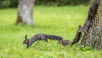 Eichhörnchen - Puschel